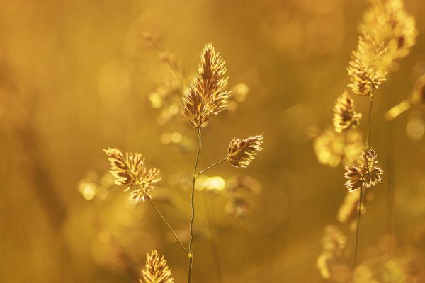 ImpactCapture Photography